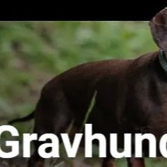 Lille Jazz 3 - Til August den lille gravhund nede ad vejen