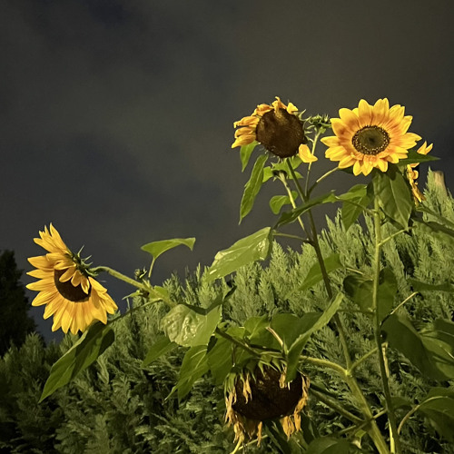 i wanna see you again (but not in my dreams) - ili os