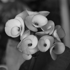 Desbloquear(Live Demo)