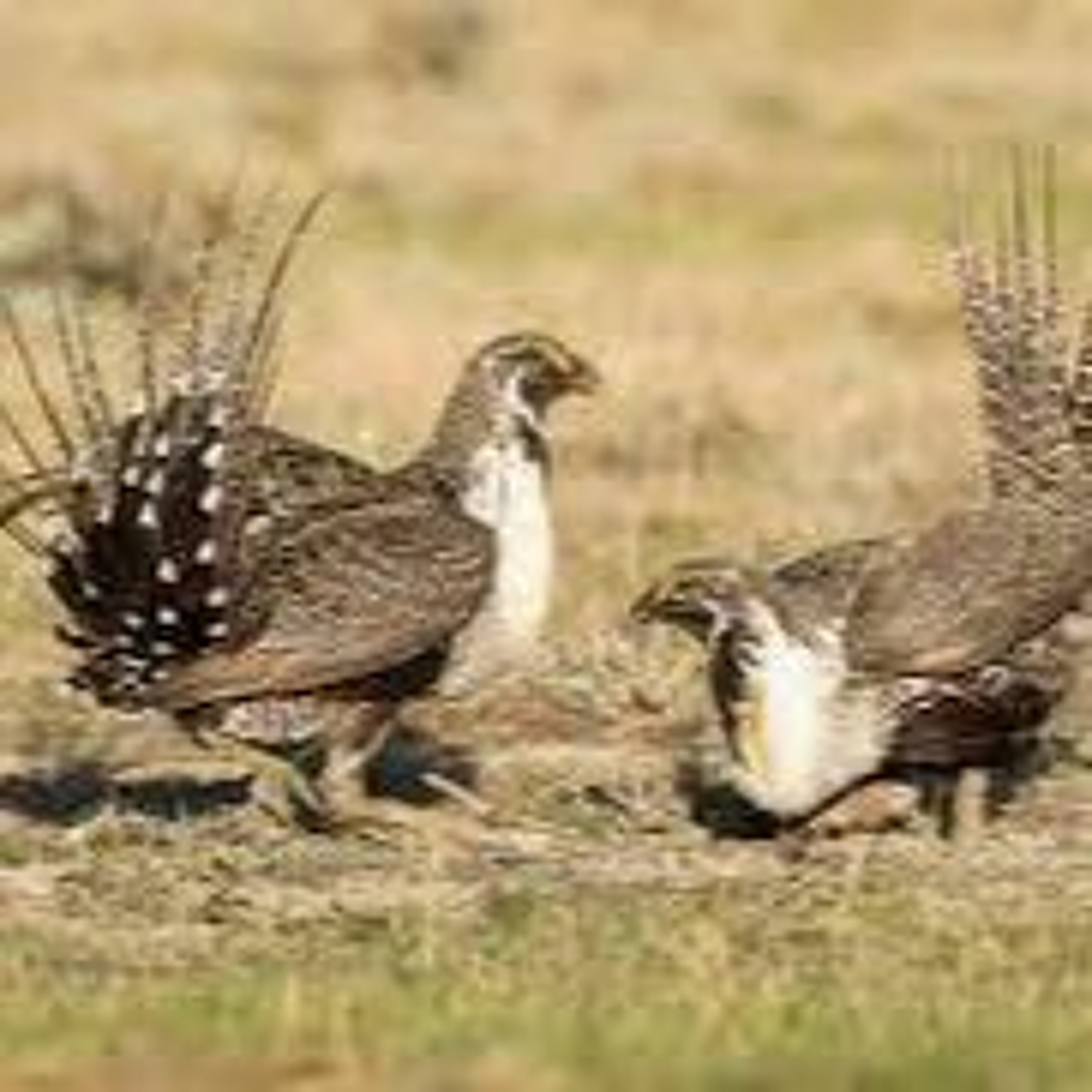 May 11 | Sage-gouse population continues to decline, Organizations pitch SPET projects episode artwork