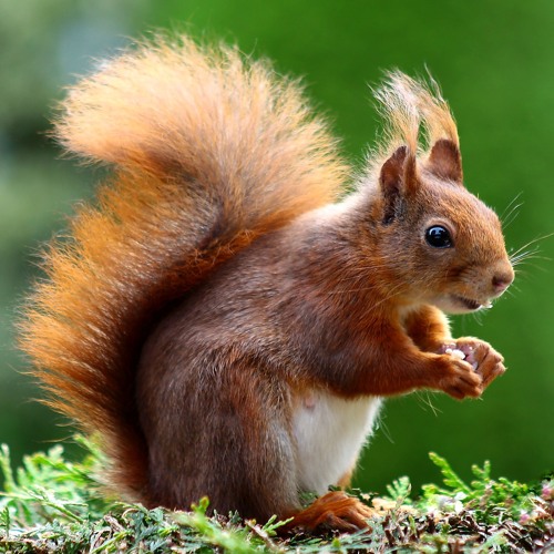 Squirrels chasing each other along a pine trunk