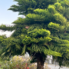 Short Mixes (less than 30 minutes)