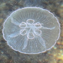 MoonJelly Jams Vol. 8