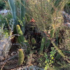 Scene from a Desert Garden
