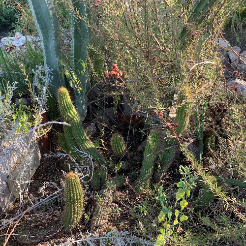 Scene from a Desert Garden
