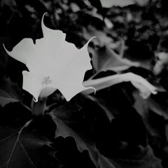 Strangest of Lullabies by Fugue in Sea and LHT