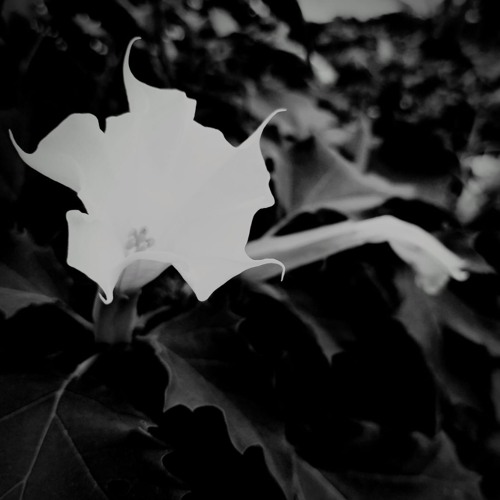 Strangest of Lullabies by Fugue in Sea and LHT