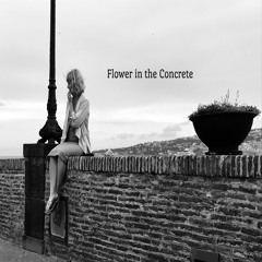 Flower In The Concrete