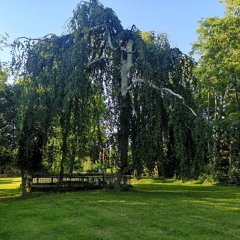 Improvisation zu 'Monday'/Ludovico Einaudi