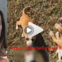 Video logan guminski dog video logan guminski dog video twitter