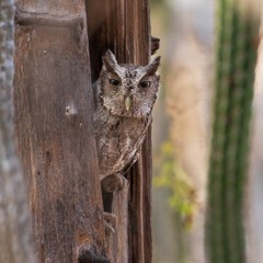 Oaxacan Screech-Owl (lambi)