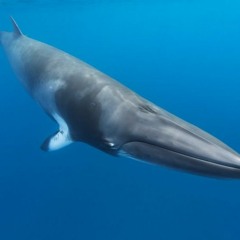 The "boing" of dwarf minke whales