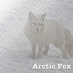 Arctic Fox