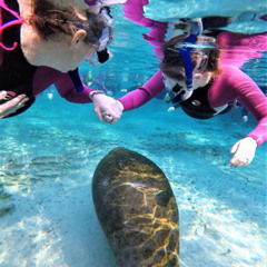 Review Special Price 3-Hour Small Group All-Inclusive Manatee Swim With Photo Package