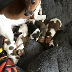 Difficulty - 6/7 Puppies
