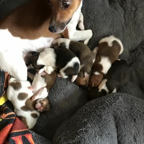 Difficulty - 6/7 Puppies