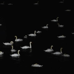 aeon19: apanágio áureo w/ Willem Feltzer & e6c41