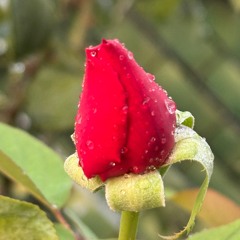 Tú_De_Mi_Alma_Imán 🌺🌹 Thou Magnet Of My Soul _E_356_traducción_provisional 🌸🌱