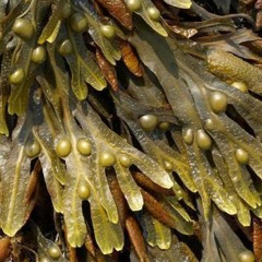 Quantum Vacuum - Fucus Vesiculosus