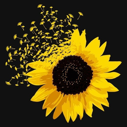 Stream Post Malone Swae Lee Sunflower Acoustic Cover By Semicolon Listen Online For Free On Soundcloud