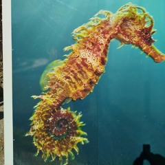 EDU OMEGA--WILD--.wav