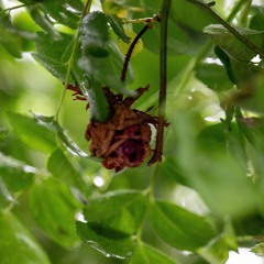 知恵の実/RURUTIA（ルルティア）/cover lisn