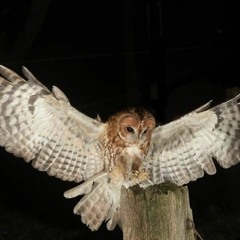 Hoot dans le Gros de Vaud - Couple De Chouette Hulotte