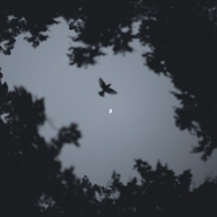 إلهاء ماكر - Subtle Distraction