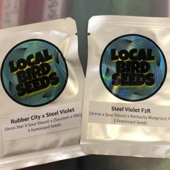 All About Trees Ep. 1 - Local Bird Seeds with Eli Cashish!