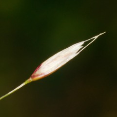 Bruxism 3 (gnashing version)