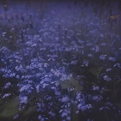 Inidgao  - feel ha