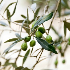 Olivine