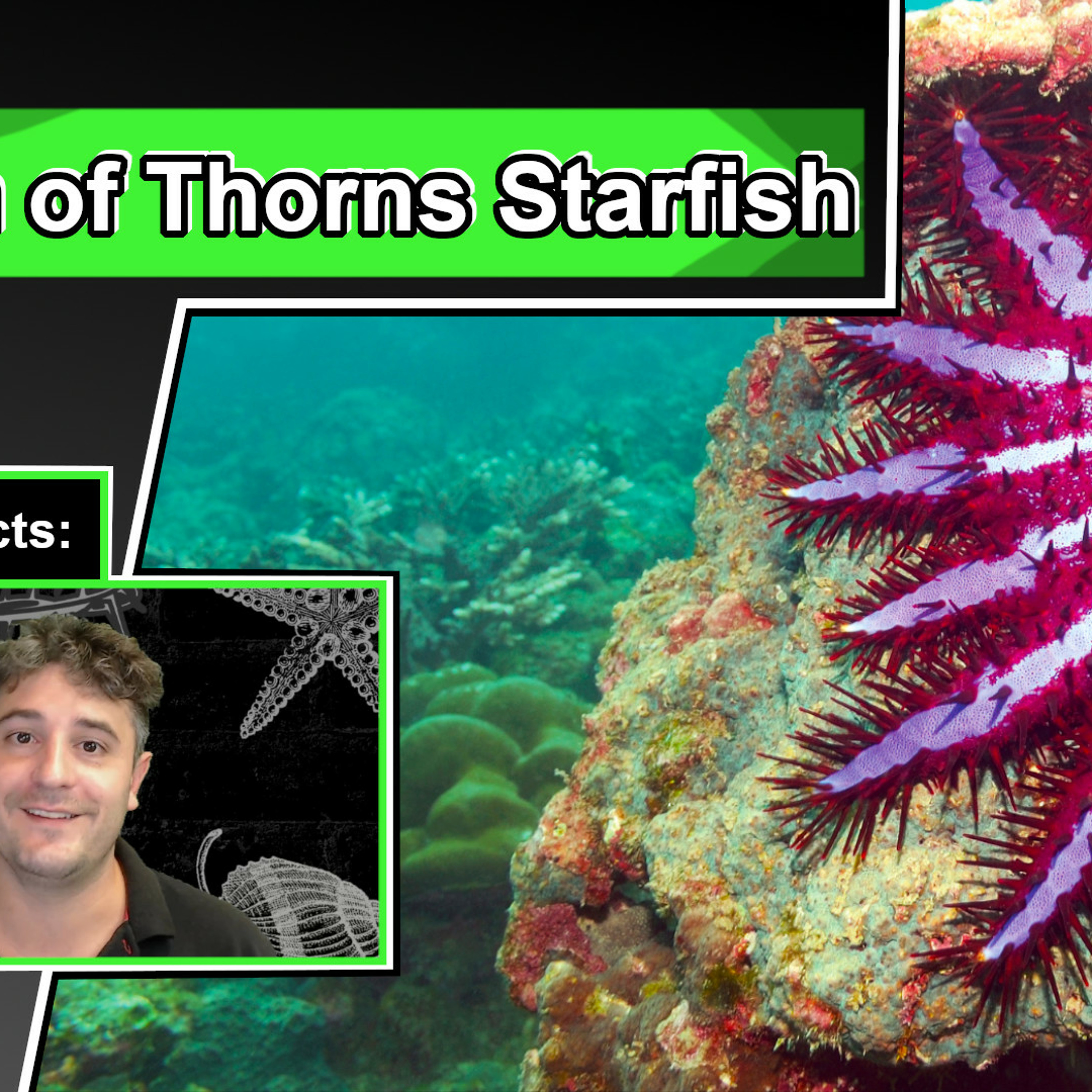 Crown of Thorns Starfish Facts Crown of Thorns Starfish Facts
