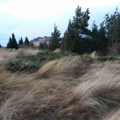 Strong wind near a wooden signpost, 23-11-03-004, Vitosha plateau, 1800 m.a.s.l