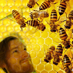 Bees In A Hive