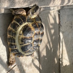 Jingles For Intoxicte 2023