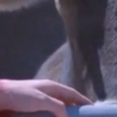 song 15