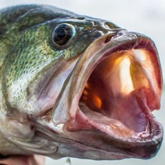 (a)CROSS DIMENSIONAL RADIO Ep. 02 (4 de BASS)