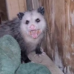 bitches give me rabies