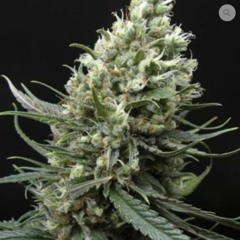 Hazeburner - Dosidos33