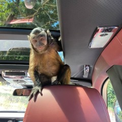 VAI COCOTA - DJ NATHAN MARTINS