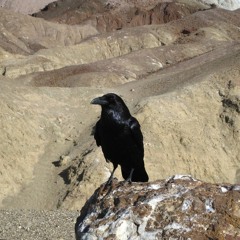 Desert Raven (ORIGINAL MIX)