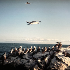 Sanguine Paradise 2 (Cold/Go) - Lil Uzi Vert