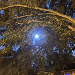 midnight love