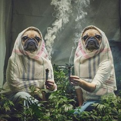 Я Кавказец Злой Породы Полная Версия🔥😎