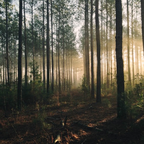 Calming Music + Nature Sounds