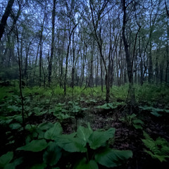Rainy Evening in the Swamp