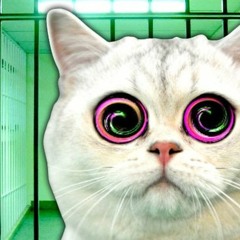We Are Culiados (experimento Social)