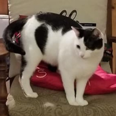 The Legend of Small Cat