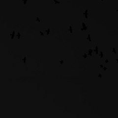 The Space Birds part two